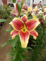 [5183 Flavia No01.JPG]